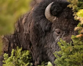 bison with molting fur looks out from behind tree
