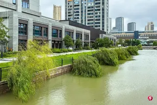 浙江省温州乐清市一条河道旁的树木7月12日被台风整排吹倒。 （新华社）