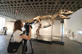 A videographer documents “Gus”, a mounted Tyrannosaurus Rex skeleton, in New York on July 1. Photo: AFP