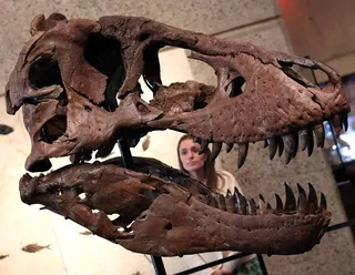 The head of “Gus”, part of a Tyrannosaurus Rex skeleton, is pictured during a press preview at the Sotheby’s Breuer building in New York on July 1. Photo: AFP