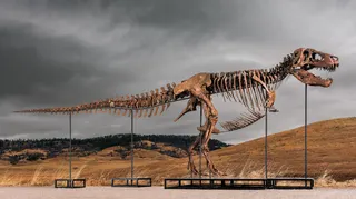 An T. rex skeleton with some rib bones missing stands on a pedestal held up by five metal bars. In the background is rolling brown hills and forest. The sky has thick grey clouds.