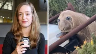 Split screen of BBC journalist Helen Livingston and Neil the seal