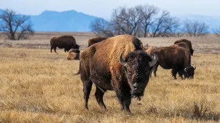 A bison looking straight ahead while other bisons are nearby.
