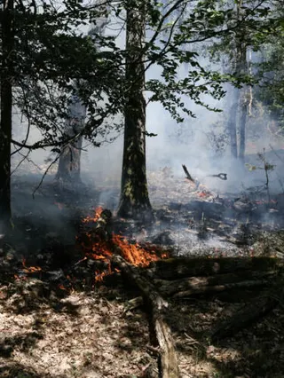 Des flammes se propagent dans les sous-bois lors d'un incendie dans la forêt de Fontainebleau, à Achères-la-Forêt, en France, le 13 juillet 2026