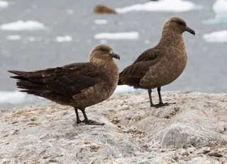 Brown skua