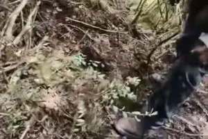 男子四川山區撿菌子失蹤 三天後找到遺體…旁有熊糞