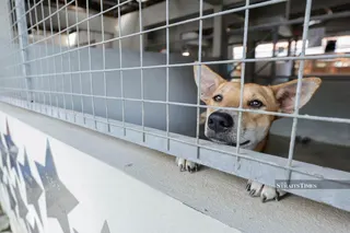 The government is ready to consider establishing a special federal budget fund and tax exemption incentives to empower stray animal welfare management and ease the burden on pet owners. - NSTP FILE PIC