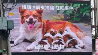 台灣人Elara在台北士林夜市投放的屏幕廣告，寫有「請關注廣東揭旺旺事件」及「拒絕虐待動物」。