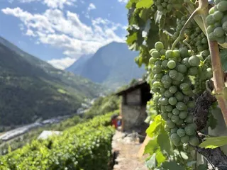 隨著全球氣溫持續升高，適宜葡萄種植的區域正逐漸向北方及更高海拔地區遷移。而瑞士部...