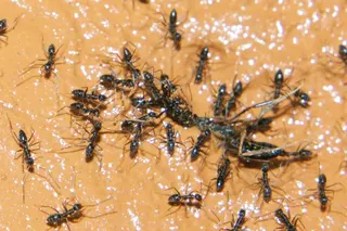 Under South Korean law, only 10 insect species are approved for human consumption, excluding black ants. Photo: Shutterstock