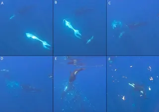 Orca‘ram-to-fragment’ foraging strategy on sharp-tail sunfish