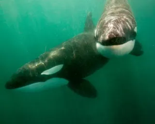Two orcas swim underwater
