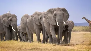 A family of elephants walking together with a giraffe to the right crossing in background in Amboseli National Park - 2025