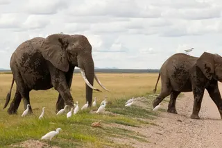 Elephants walk at the Amboseli National Park in Kajiado County, Kenya in 2024. Photo: Reuters