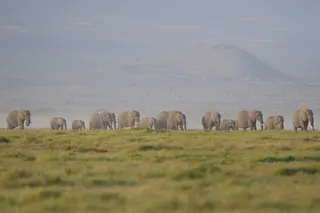 Elephants graze in Kenya’s Amboseli National Park in February. Photo: AP