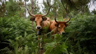 Spain livestock, wildfires