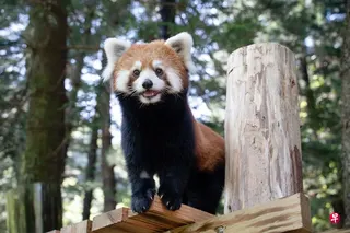 小熊猫（学名：Ailurus fulgens），雌雄相似，外形像猫，但较猫肥大，全身红褐色，主要生活在缅甸北部、尼泊尔、印度锡金地区以及中国四川西部和云南地区海拔2200至4800米的喜马拉雅山脉中。上海动物园赠送台北的两只小熊猫7月29日在台北动物园亮相，被分别命名为“甜甜”与“乐乐”。图为雌性小熊猫“甜甜”。 （香港中通社）