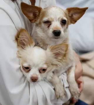 Ku and Sheri peer out from a tent at a shelter for evacuees with pets on Friday. Photo: Reuters