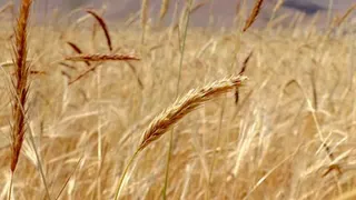 Mauritania launches aerial seeding campaign to combat desertification affecting 84% of its land