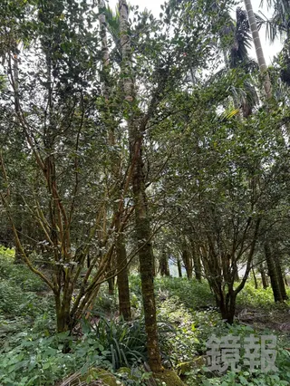 永豐餘生技人員親自到嘉義確認契作農戶種植的苦茶樹。永豐餘生技提供