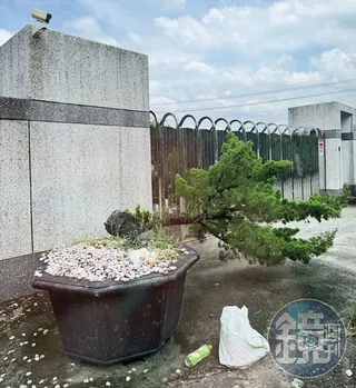 京沅公司經營狀況不佳，連門口的羅漢松倒了，都沒維護扶正。（讀者提供）