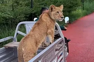 天津動物園獅子變「牛馬」 每天搭三蹦子上下班
