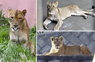 Three lions have died of suspected heatstroke at Tokyo’s Tama Zoological Park in Japan. Photo: Tokyo Zoological Park Society/Kyodo