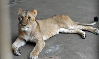 One of the Tama Zoological Park lions that has died of heat exhaustion.