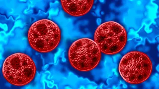 Cyclosporiasis outbreak illustration