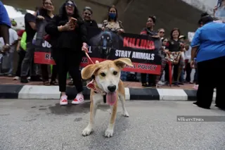 Some 200 animal lovers and activists gathered outside the Klang Royal City Council (MBDK) demanding justice for Rocky, the dog which died during an enforcement operation in Taman Teluk Gedung Indah last week. NSTP/ASYRAF HAMZAH