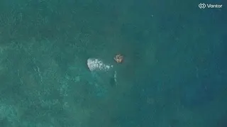 南海民主礁的衛星照片。(路透)