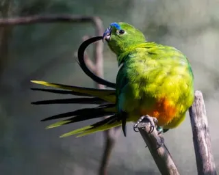 Endangered birds held in captivity, including the orange-bellied parrot, will be vaccinated against H5N1.