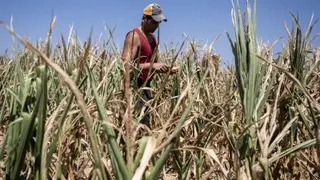 8月6日，农民马伦戈在意大利西北部库内奥附近的贝内瓦吉耶纳乡村查看他那片遭受旱灾的玉米田。（图取自法新社）