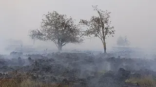 Trees and smoke billowing from a scorched area during a wildfire in the Hautes Fagnes (High Fens) nature reserve