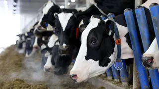 A line of black and white Holstein cows stick their head through blue gates to eat hay in a barn at a dairy farm.