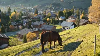 Drought forces Swiss farmers to bring livestock down early from Alpine pastures