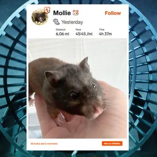 A strava post of person holding a small brown hamster in their hand against a hamster wheel