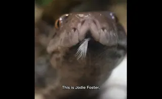 Jodie Foster, a 4.5-metre reticulated python at Chester Zoo, is cancer-free after receiving what vets believe is the first electrochemotherapy treatment ever given to a snake.