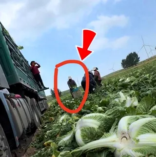 工人用白菜根部蘸取盆中的「不明液體」(畫圈箭頭處)。(取材自微博)