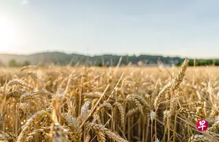 印度宣布从8月24日起，解除持续了四年多的小麦出口禁令。 （示意图/Pixabay）