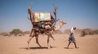 A camel walking through a sandy desert with blue skies  and dried vegitation in the background,  loaded with goods and being led by a man  who is looking at the ground.