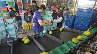 中秋統戰大禮包？　中國開放79家台灣文旦柚進口「獨厚花蓮」