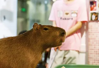 Japan has hundreds of the cafes where campaigners say animals are sometimes kept in cramped spaces with close encounters that prioritise customer entertainment over the animals’ needs. — Pexels pic