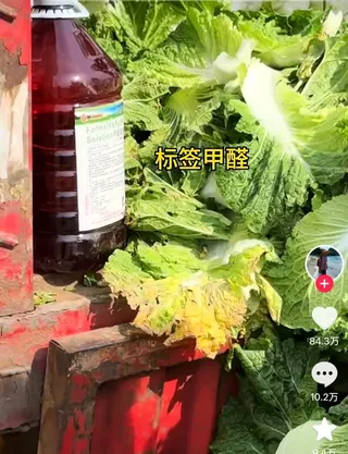 中國環保博主「漁獵齊哥」揭露的河北「甲醛白菜」引發食安疑慮。（取材自觀察者網）