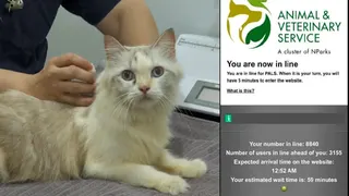 7000猫咪赶期限申请执照 猫主不满注册系统大排长龙