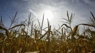 德国这个夏季经历高温少雨天气，8月25日在该国西部城镇多尔斯滕的一处玉蜀黍田里，阳光照耀著泛黄的玉蜀黍植株。（图取自法新社）