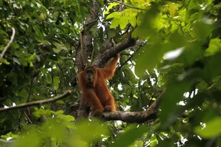 Indonesia evacuates 11 orangutans as forest fire reaches Borneo rehabilitation site