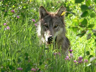 A gray wolf is pictured at an undisclosed location in Montana as US President Donald Trump’s administration is moving to drop endangered species protections for wolves, paving the way for wider hunting of the iconic predator. — Montana Fish, Wildlife & Parks